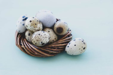 Açık mavi arkaplanda kuş yuvasında bıldırcın yumurtaları.