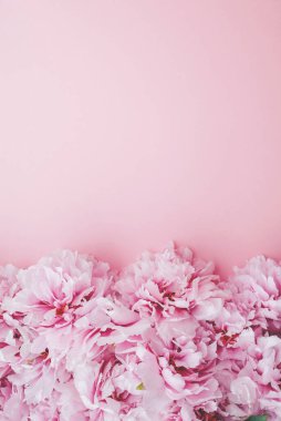 Pastel pembe arka planda çiçek açmış güzel pembe şakayık çiçekleri. Çiçekli, düz, manzaralı. Uzayı metin için kopyala. Sevgililer günü kartı..