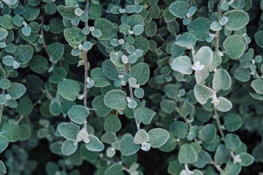 Arka plan için güzel doğal yeşil yaprak dokusu.