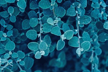 Arka plan için güzel doğal yaprak dokusu, kapat.