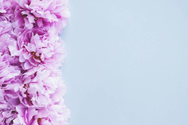 Beton gri arka planda çiçek açmış güzel pembe şakayıklardan yapılmış bir çiçek çerçevesi. Çiçekler, üst manzara. Yat-yat. Uzayı kopyala Anneler günü, doğum günü, sevgililer günü kartı..