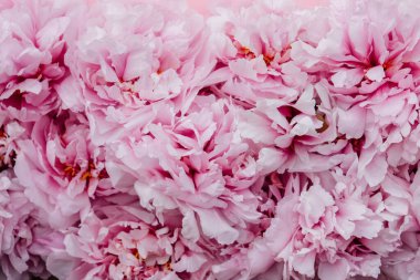 Çiçek açmış güzel pembe şakayık çiçekleri. Arka plan için çiçek bahar dokusu