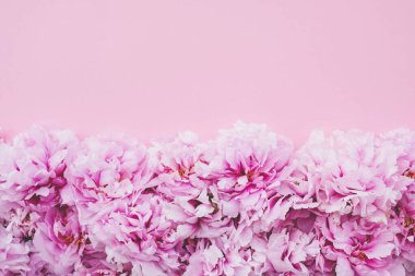 Pastel pembe arka planda çiçek açmış güzel pembe şakayık çiçekleri. Çiçekli, düz, manzaralı. Uzayı metin için kopyala. Anneler günü kartı..