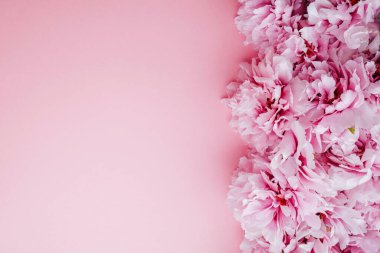 Pastel pembe arka planda çiçek açmış güzel pembe şakayık çiçekleri. Çiçekli, düz, manzaralı. Uzayı metin için kopyala. Anneler günü kartı..