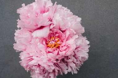 Gri arka planda çiçek açmış güzel pembe şakayık çiçekleri, yakın plan. Bir avuç çiçek açan şakayık. Boşluğu kopyala.