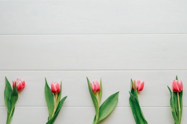 Beyaz ahşap arka planda çiçek açan güzel pembe laleler..