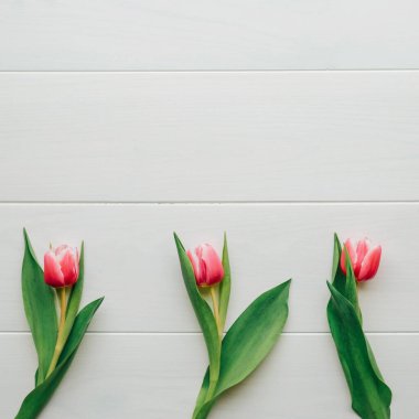 Beyaz ahşap arka planda çiçek açmış güzel pembe laleler, üst manzara. Metin için alanı kopyala.