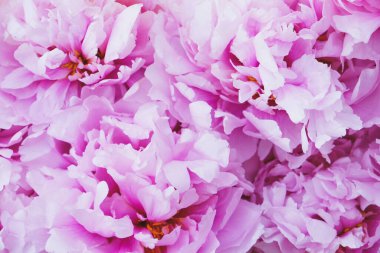 Bir yığın taze, güzel pastel pembe şakayık çiçekleri tam çiçeklenmiş, yakın plan, üst manzara. Arka plan için çiçekli yaz dokusu. Bahar çiçekleri.