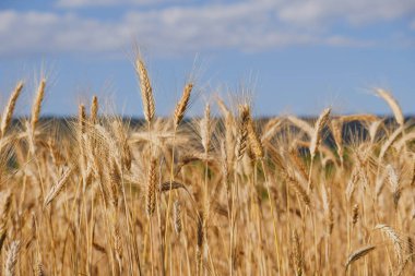Sıcak bir yaz gününde çavdar tarlası, yakın. Mesaj için yer var. Doğal yaz arkaplanı.
