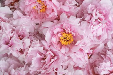 Çiçek açmış güzel pembe şakayık çiçekleri, yakın çekim, üst manzara. Arka plan için çiçek bahar dokusu. Anneler günü, doğum günü, sevgililer günü kartı. Çiçekli şakayıklar.