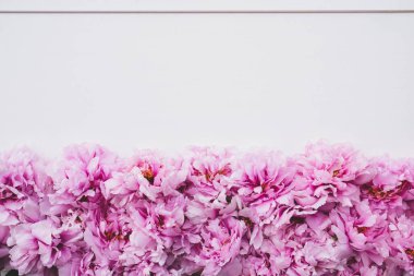 Beyaz arka planda çiçek açmış güzel pembe şakayık çiçekleri..