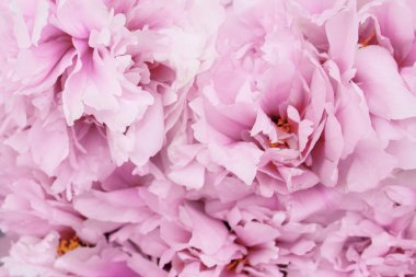 Çiçek açmış güzel pembe şakayık çiçekleri, yakın çekim, üst manzara. Arka plan için çiçek bahar dokusu. Anneler günü, doğum günü, sevgililer günü kartı. Çiçekli şakayıklar.