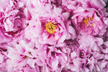 Çiçek açmış güzel pembe şakayık çiçekleri, yakın çekim, üst manzara. Arka plan için çiçek bahar dokusu. Anneler günü, doğum günü, sevgililer günü kartı. Çiçekli şakayıklar.