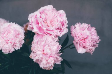 Çiçek açmış güzel pembe şakayık çiçekleri..