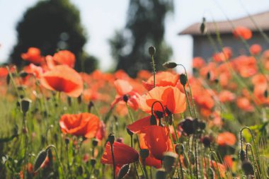 Çiçeklenmiş kırmızı gelincik çiçekleri ile güneşli kır manzarası.