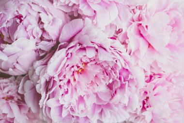 Çiçek açmış güzel pembe şakayık çiçekleri..