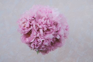 Tek demet taze pembe şakayık çiçekleri bej arka planda, üst manzara. Bahar ya da yaz çiçekleri.