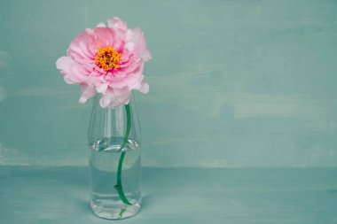 Yeşil arka planda, cam vazoda çiçek açan pembe şakayık çiçeği. Bahar çiçekleriyle dolu sakin bir hayat. Boşluğu kopyala.