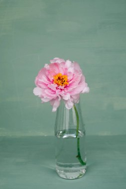 Yeşil arka planda, cam vazoda çiçek açan pembe şakayık çiçeği. Bahar çiçekleriyle dolu sakin bir hayat. Boşluğu kopyala.