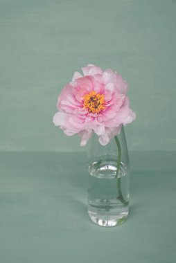 Yeşil arka planda, cam vazoda çiçek açan pembe şakayık çiçeği. Bahar çiçekleriyle dolu sakin bir hayat.