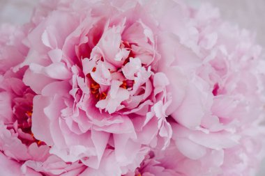 Tüylü, güzel, pembe, çiçek açan şakayıklar. Yaklaş. Arka plan için çiçek baharı veya yaz dokusu.