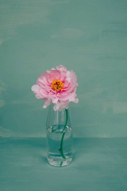 Yeşil arka planda, cam vazoda çiçek açan pembe şakayık çiçeği. Bahar çiçekleriyle dolu sakin bir hayat. Boşluğu kopyala.