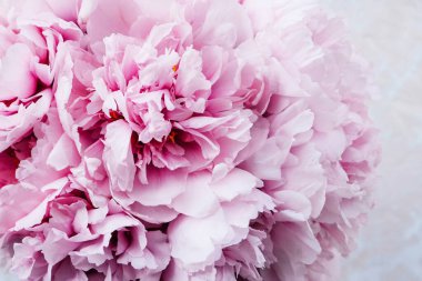 Tek demet taze pembe şakayık çiçekleri bej arka planda, üst manzara, yakın çekim. Bahar ya da yaz çiçekleri.