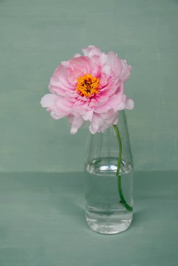 Yeşil arka planda, cam vazoda çiçek açan pembe şakayık çiçeği. Bahar çiçekleriyle dolu sakin bir hayat.