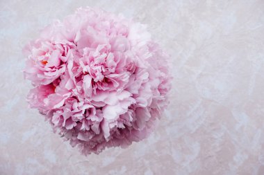 Tek demet taze pembe şakayık çiçekleri bej arka planda, üst manzara. Bahar ya da yaz çiçekleri.