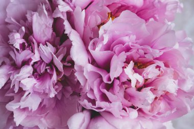 Tüylü, güzel, pembe, çiçek açan şakayıklar. Yaklaş. Arka plan için çiçek baharı veya yaz dokusu.