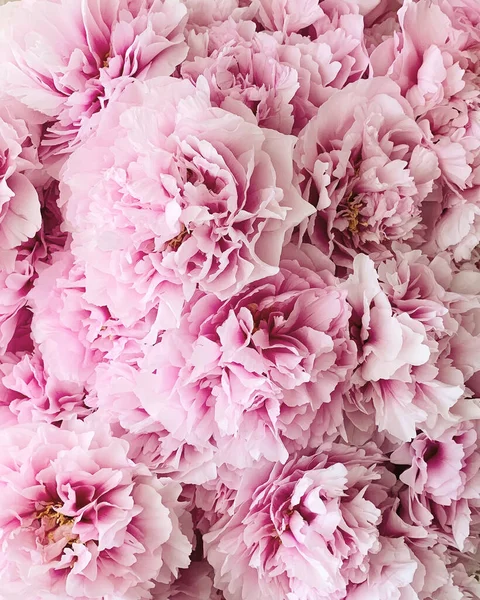 Çiçek açmış güzel pembe şakayık çiçekleri. Şakayık yığını, kapat. Arka plan için çiçek baharı veya yaz dokusu.