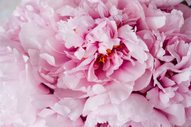 Tüylü, güzel, pembe, çiçek açan şakayıklar. Yaklaş. Arka plan için çiçek baharı veya yaz dokusu.