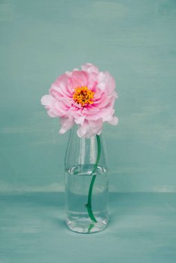 Yeşil arka planda, cam vazoda çiçek açan pembe şakayık çiçeği. Bahar çiçekleriyle dolu sakin bir hayat.