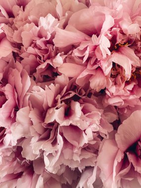 Çiçek açmış güzel pembe şakayık çiçekleri. Şakayık yığını, kapat. Arka plan için çiçek baharı veya yaz dokusu.