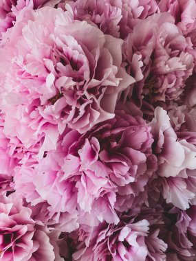 Çiçek açmış güzel pembe şakayık çiçekleri. Şakayık yığını, kapat. Arka plan için çiçek baharı veya yaz dokusu.