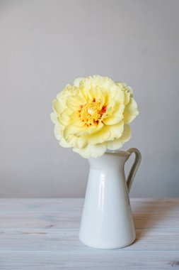 Güzel sarı şakayık çiçeği vazoda beyaz arka planda çiçek açıyor..