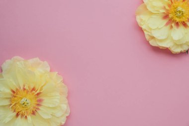Pembe arka planda çiçek açan güzel sarı şakayık çiçekleri..