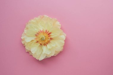 Pembe arka planda çiçek açan güzel sarı şakayık..