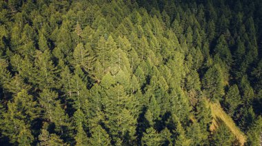 Dağlardaki yeşil kozalaklı ormanın havadan görünüşü.