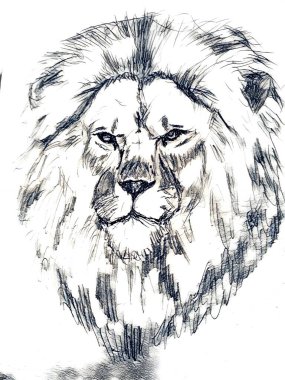 Beyaz arkaplanda aslan başı