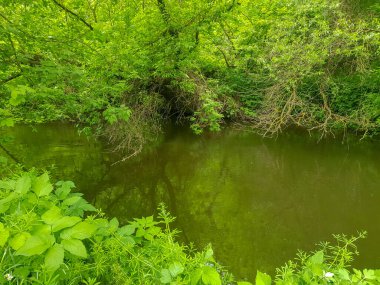 Ormandaki nehrin kıyısında.