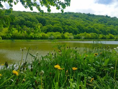 Güzel göl ve orman manzarası