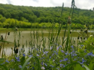 Güzel göl ve orman manzarası