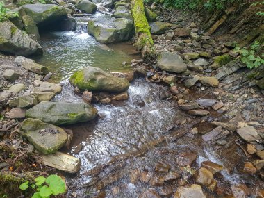 Ormandaki küçük nehir