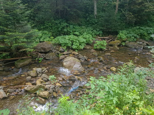 Liten Flod Skogen — Stockfoto