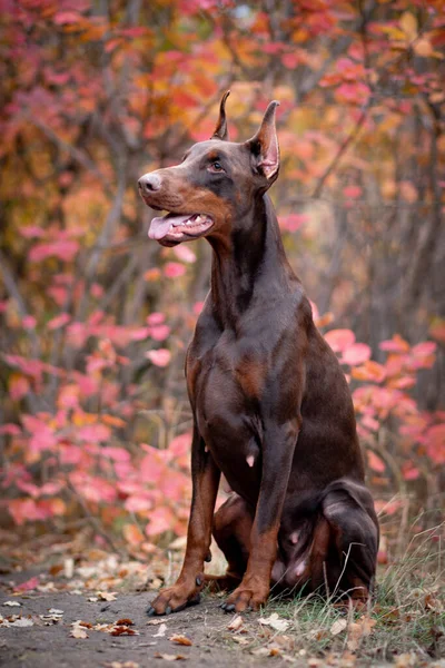 Doberman Pinscher Złota Jesień — Zdjęcie stockowe