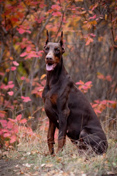 Dobermann Pinscher Goldener Herbst — Stockfoto