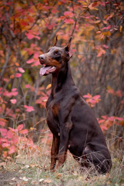 Doberman Pinscher Gyllene Höst — Stockfoto