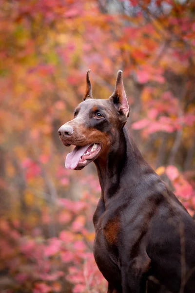 Doberman Pinscher Gouden Herfst — Stockfoto