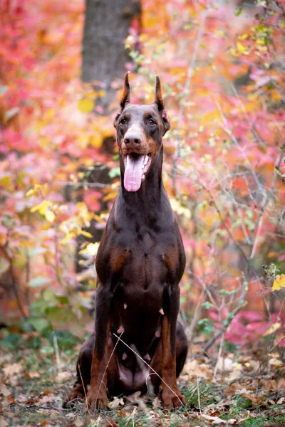 Doberman Pinscher Altın Sonbahar — Stok fotoğraf